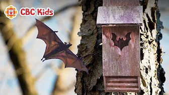 Future Chicken | Bat Boxes | CBC Kids