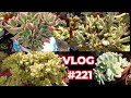 Propagate easy to grow variegated succulents  vlog 221 growing succulents with lizk