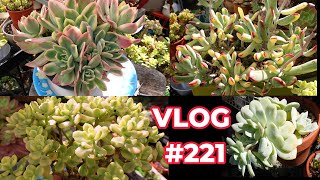 Propagate EASY To GROW Variegated Succulents | VLOG #221 Growing Succulents with LizK