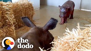 Baby Hippo Raised By Rhinos Meets A Hippo... ❤ | The Dodo Go Wild