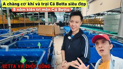 A chàng Miền Trung và trại Cá Betta siêu khủng tại Sài Gòn - Thái Salem vê lốc