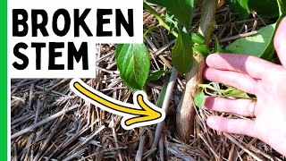 Avoid BROKEN Pepper Plants!