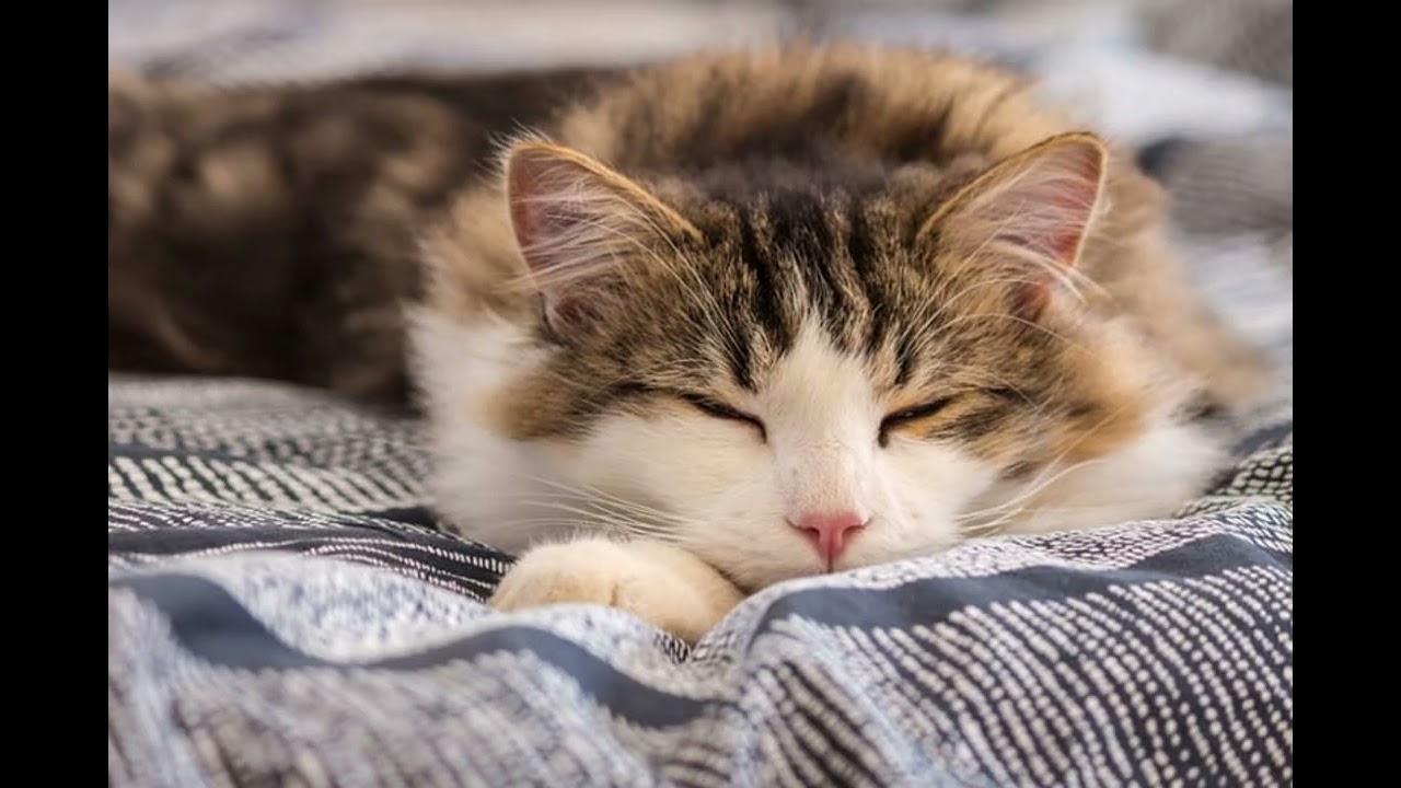 Cozy Cat Purring – Relaxing Music for Sleep, Deep Focus & Study Sessions 😸🎧
