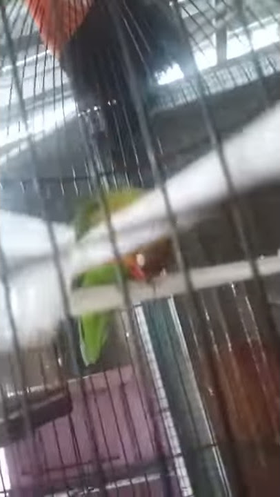 Paud  Jos gandos ...