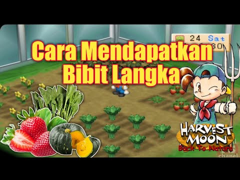 Video: Bagaimana Cara Mendapatkan Benih?