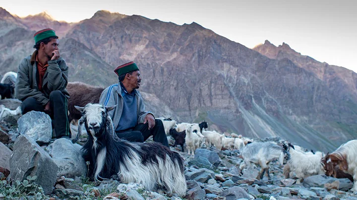 A Shepherd's Life | Conversations with a Himalayan Shepherd