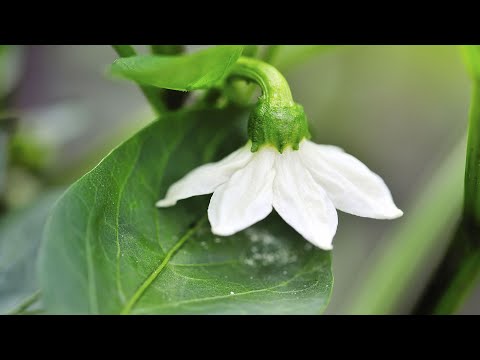 Нужно ли удалять коронный первый цветок у перца?