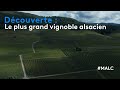 Dcouverte  le plus grand vignoble alsacien