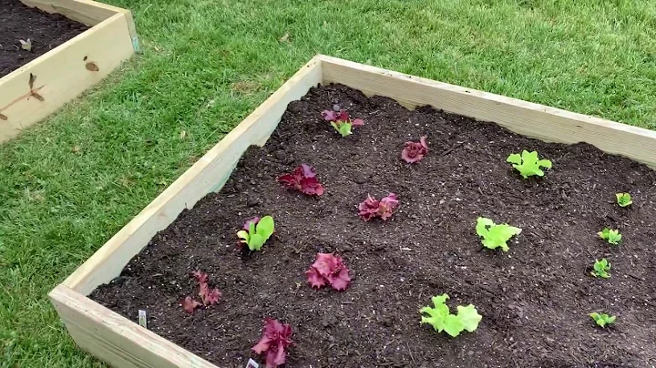 Building and Planting a Garden - for the first time