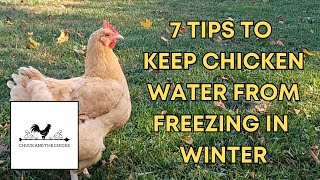 7 Tips To Keep Chicken Water From Freezing In Winter