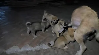 How a dog mama teaches her puppies to leave her in peace and stop drink milk