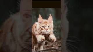 warrior cat fan art do you like it #viral #love #furries