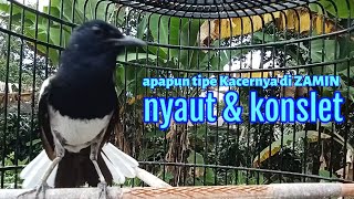 KACER KONSLET untuk PANCINGAN KACER di ZAMIN ampuh