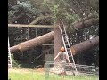 TREE FELLING COMPILATION,  A LOOK BACK.