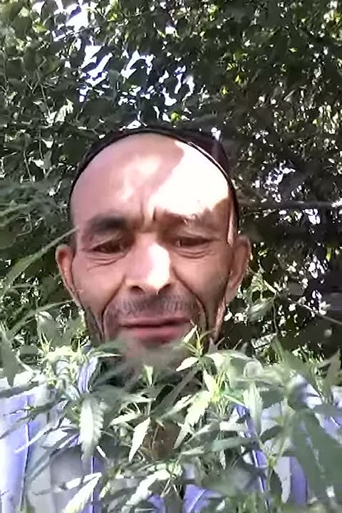 УДАЧНЫЙ УРОЖАЙ КОНОПЛИ - YouTube