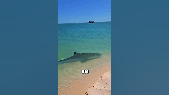 Если акула нападет, что делать? 🦈😲😱#животные