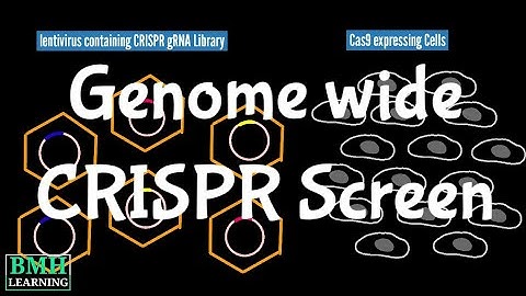 Genome-Wide Screens Using CRISPR | CRISPR Cas 9 Genome Wide Screening | CRISPR screening |