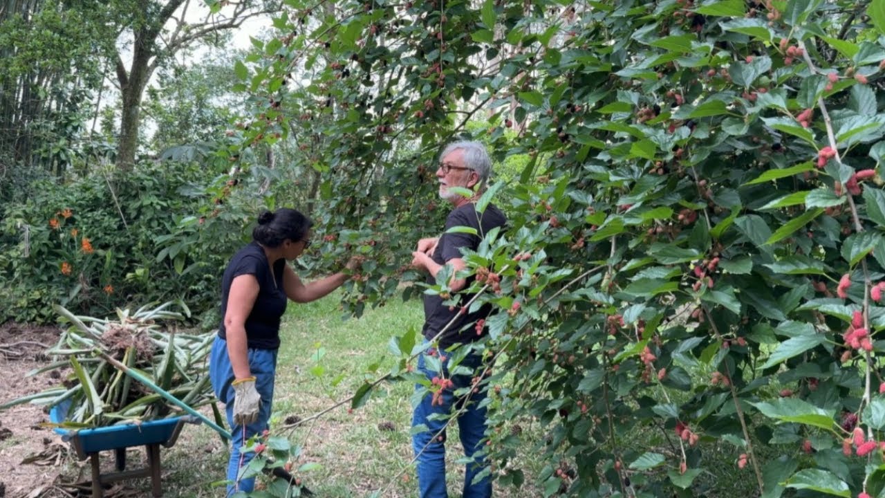 Alegria em dias simples: jardim e delicias do campo