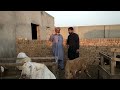 Small goat farm  goat farming in pak  goat farm business  how to start goat farm  sheep farming