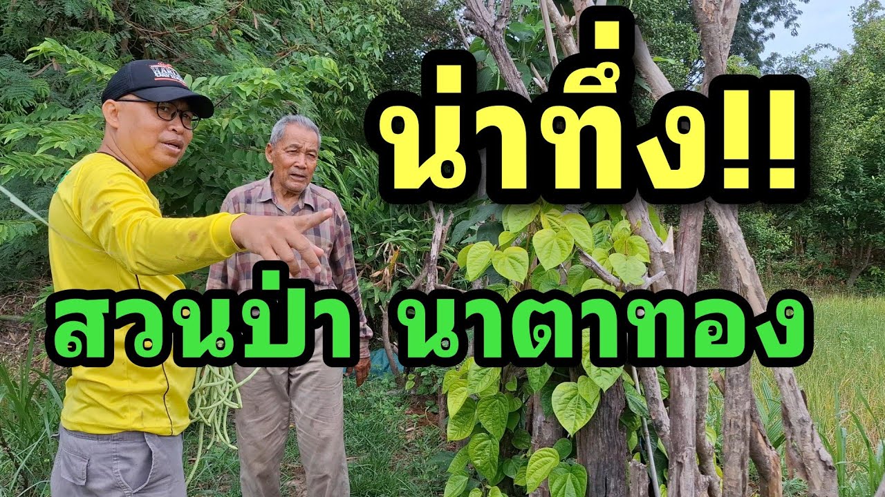 น่าทึ่งต้นไม้โตหมดแล้ว!! ดูสวนป่านาตาทอง