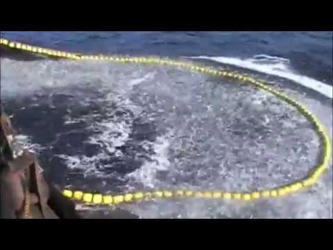 OPERASI PENANGKAPAN IKAN DENGAN PURSE SEINE 1.flv - YouTube