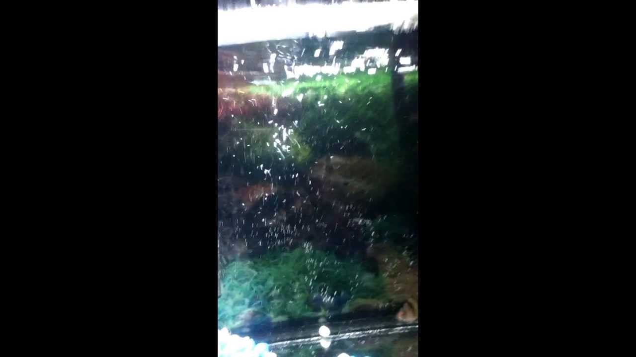 Bala Shark Playing Dead must watch YouTube