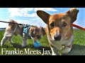 Frankie Meets Jax For The First Time | Sony a6600 Short Film