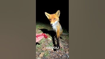 Feeding a Fox 🦊