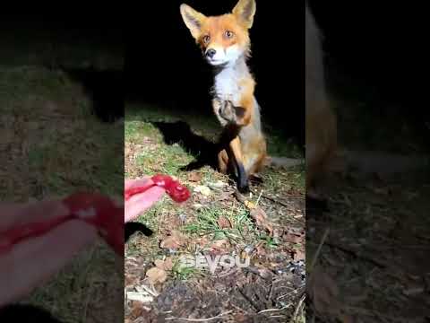 Feeding A Fox