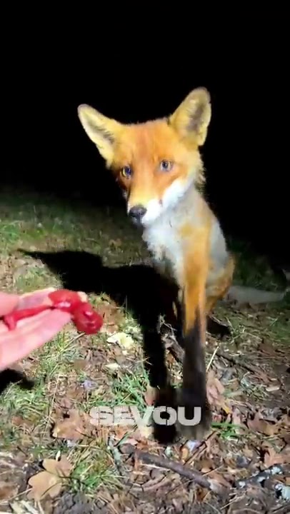 Feeding a Fox 🦊