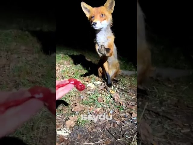 Feeding a Fox 🦊 class=