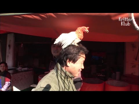 Vidéo: Chickling chick : à quoi ça ressemble et comment le nourrir ?