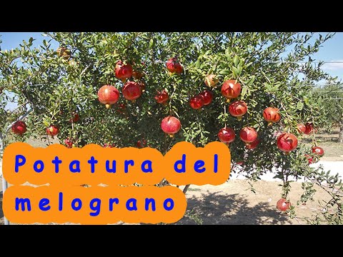 Video: Tagliare gli alberi di melograno: quando e come potare un albero di melograno