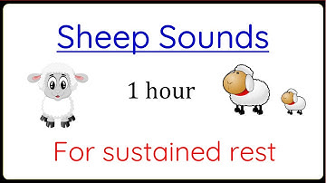 Counting Sheep 1 Hour