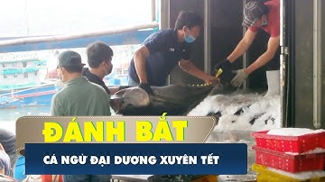 Tàu đánh bắt xuyên Tết bắt đầu trở về trúng cá ngừ đại dương