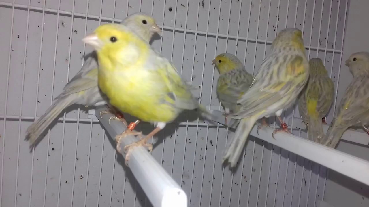 Canary Opal Exotic Domestic Birds