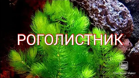 РОГОЛИСТНИК. УХОД И РАЗМНОЖЕНИЕ.