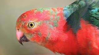 Up close with charismatic Australian King Parrots - Blue Mountains