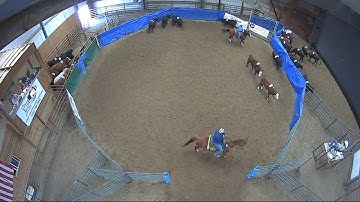 Big Sky Ranch Sorting Saddle Series Finals - #3 - Round #1 - Ride #25