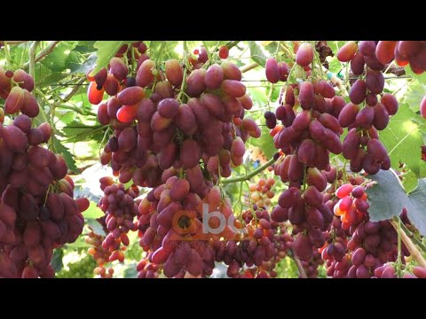 Video: Kujdesi I Rrushit Në Vitin E Parë Të Mbjelljes: Formimi I Rrushit Të Ri Pas Mbjelljes. Si Të Kujdeseni Për Hardhinë Në Vjeshtë? Përgatitja Për Dimër