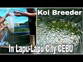 A massive production of koi fish  visiting  koi breeder in lapu lapu city cebu koi fish goldfish