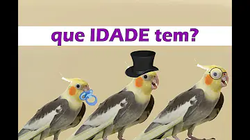 Como saber se a calopsita está feliz ou triste?
