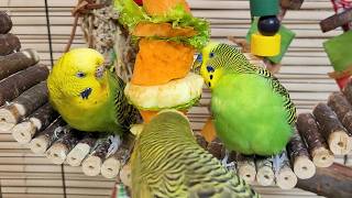 Download lagu Video for cats to watch | Jolly budgie sounds for pets | Play this video on loop while away