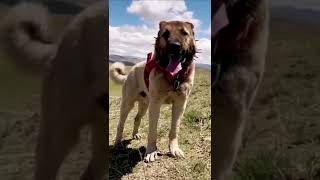 Monster Kangal Dog  Anatolian Shepherd #shorts