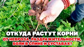 Корень Этого Растения Лечит Суставную Боль Снимает Нервное Напряжение @Naturemarusya