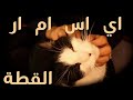 اي اس ام ار مياو Kitty ASMR Purrrrr اي اس ام ار مياو Kitty ASMR Purrrrr