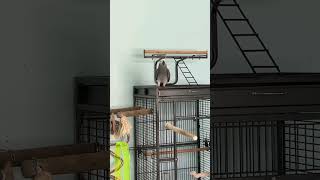 🔊⬇️ Please - Rare Parrot Jack is in a Talking Mood 🦜🥰 #africangrey #talkingparrot #cuteparrot #birds by Rocky and The Flock 791 views 3 months ago 1 minute, 40 seconds