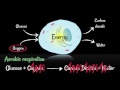 The Energy Transformations of Cellular Respiration