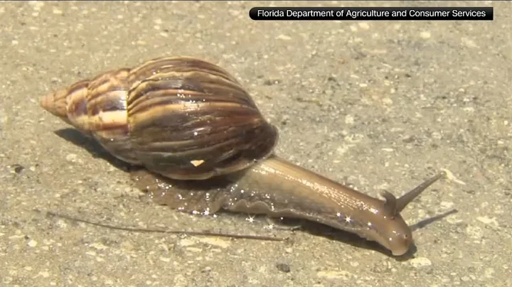 Giant African land snails send south FL neighborhoods into quarantine - DayDayNews