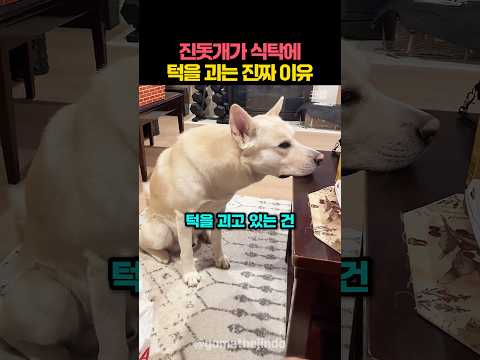 진돗개가 식탁에 턱을 괴는 진짜 이유 thumbnail